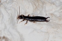 Pince oreille noir. Un mle (Dermaptre - Anisolabididae - Euborellia moesta)
